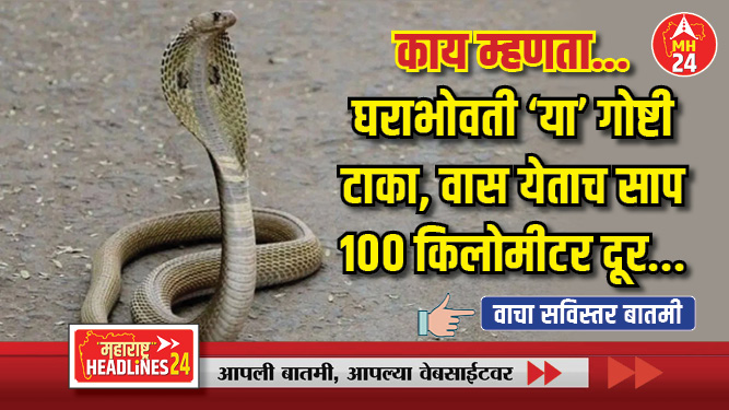 काय म्हणता... घराभोवती 'या' गोष्टी टाका, वास येताच साप १०० किलोमीटर दूर...
