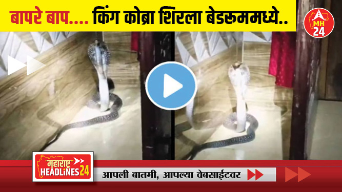बापरे बाप.... किंग कोब्रा शिरला बेडरूममध्ये; घरातील सर्वजण होते झोपेत: बघा व्हायरल झालेला VIDEO...