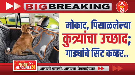Stray, battered dogs roam : मोकाट, पिसाळलेल्या कुत्र्यांचा उच्छाद; गाड्यांचे सिट कव्हर फाडून नुकसान
